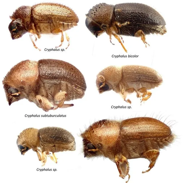 thumbnail for publication: Identification of Coffee Berry Borer from Similar Bark Beetles in Southeast Asia and Oceania